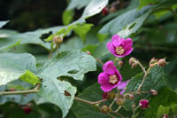 Flower on the White Oak Mountain property
